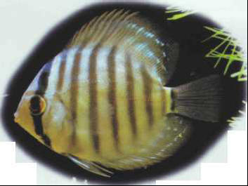 Symphysodon aequifasciata