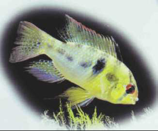 Papiliochromis ramirezi