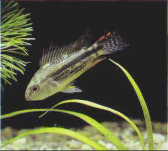 Apistogramma cacatuoides