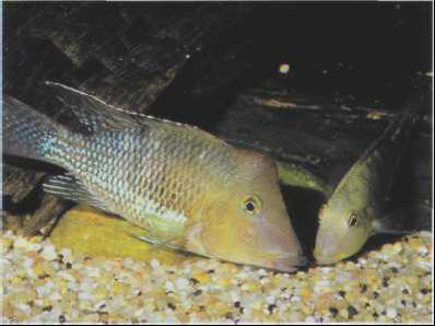 Geophagus steindachneri