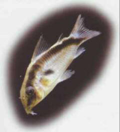 Corydoras arcuatus