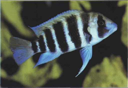 Cyphotilapia frontosa