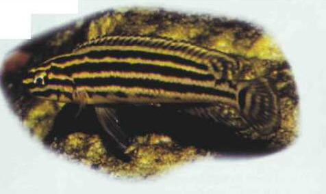 Julidochromis regani