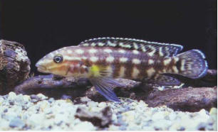 Julidochromis marlieri