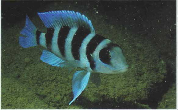 Neolamprologus tretocephalus