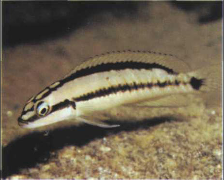 Telmatochromis brichardi