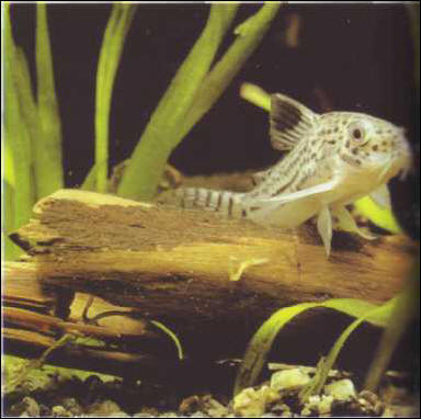 Corydoras trinileatus