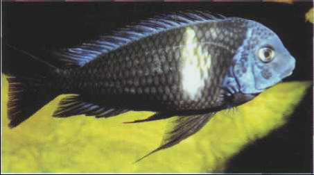 Tropheus duboisi