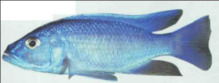 Sciaenochromis ahli