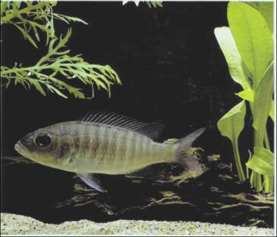 Copadichromis jacksoni (female)