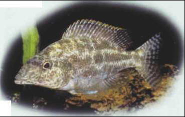 Nimbochromis linni