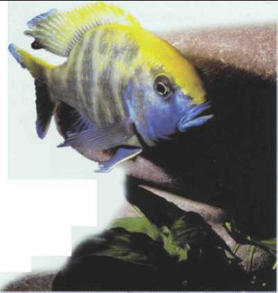 Nimbochromis venustus