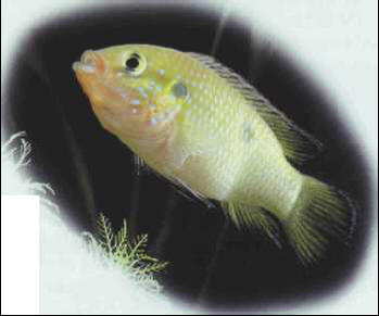 Hemichromis bimaculatus