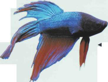 Betta splendens