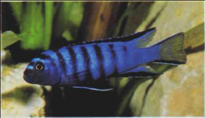 Pseudotropheus elongatus