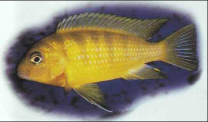 Pseudotropheus lombardoi