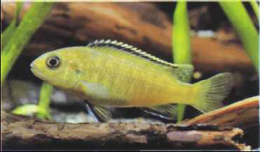 Pseudotropheus tropheops