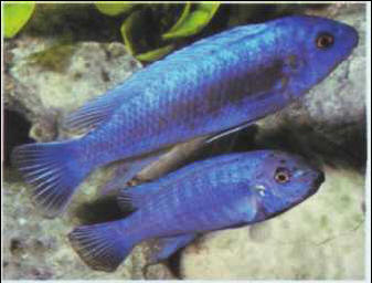 Labeotropheus fuelleborni