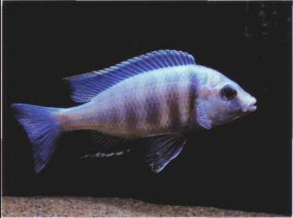 Placidochromis electra