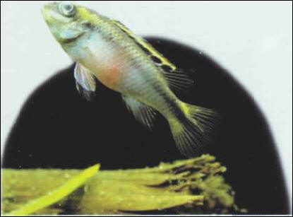 Pelvicachromis pulcher