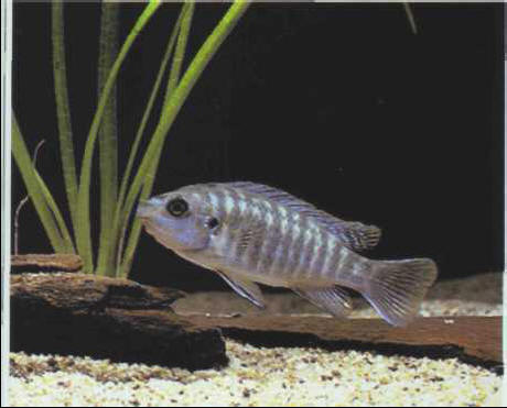 Labeotropheus trewavasae