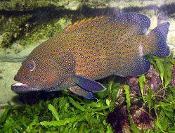 Cephalopholis argus