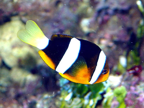 Amphiprion clarkii