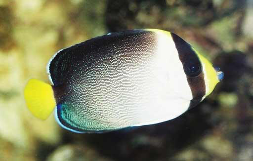 Chaetodontoplus mesoleucus