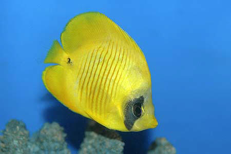 Chaetodon semilarvatus