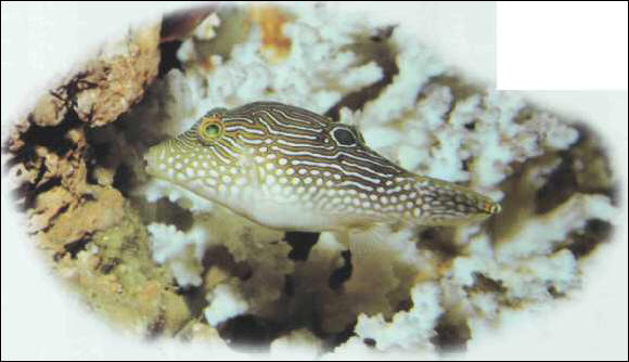 Canthigaster margaritatus