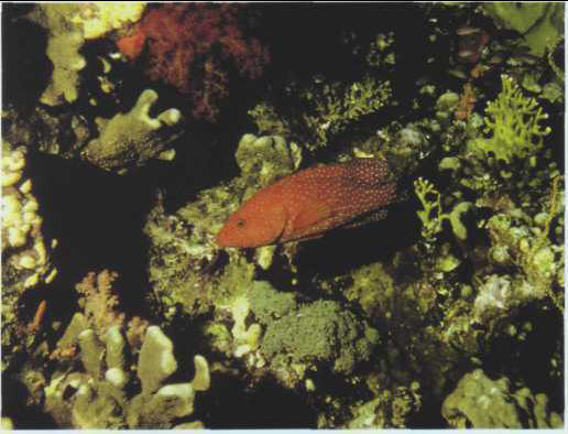 Cephalopholis miniatus