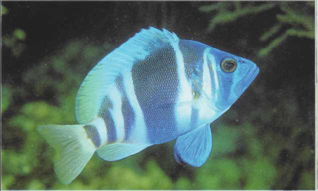 Hypoplectrus indigo