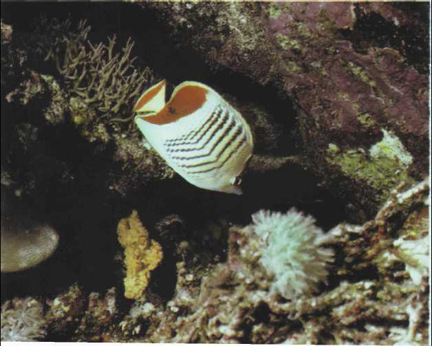 Chaetodon chrysurus