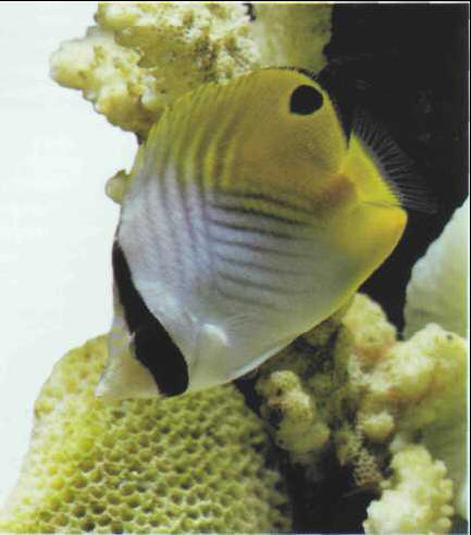 Chaetodon auriga