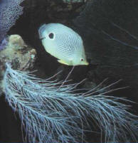 Chaetodon capistratus