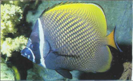 Chaetodon collare