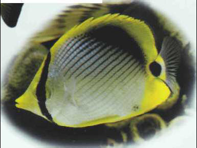 Chaetodon melanotus