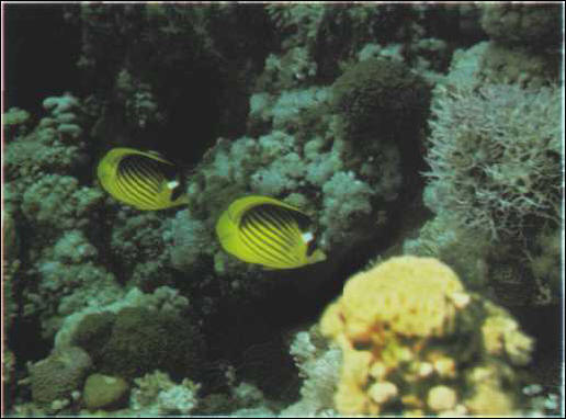 Chaetodon fasciatus