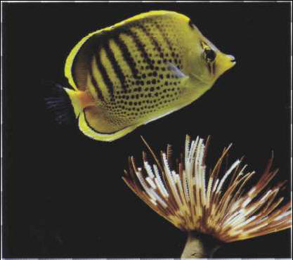 Chaetodon punctatofasciatus