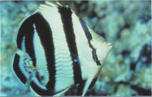 Chaetodon striatus