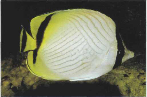 Chaetodon vagabundus