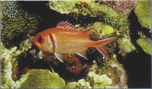 Myripristis jacobus