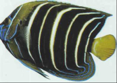 Holacanthus tricolor