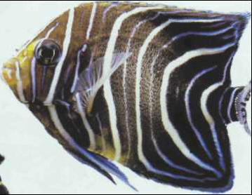 Pomacanthus semicirculatus