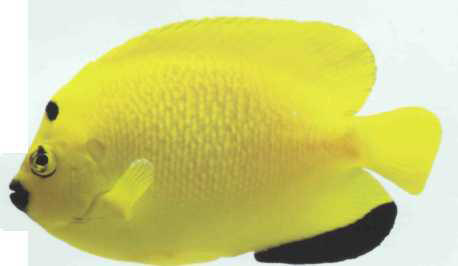 Apolemichthys trimaculatus