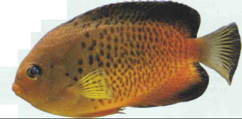 Centropyge ferrugatus