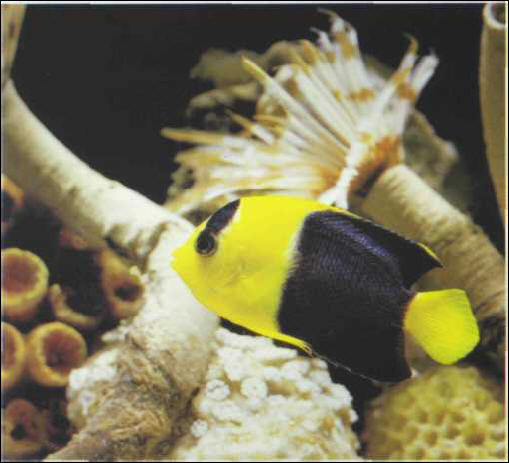 Centropyge bicolor