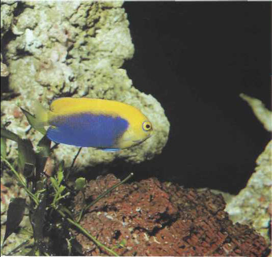 Centropyge acanthops