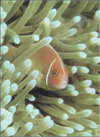 Amphiprion frenatus