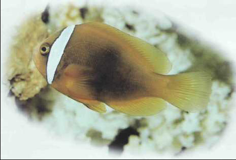 Amphiprion perideraion